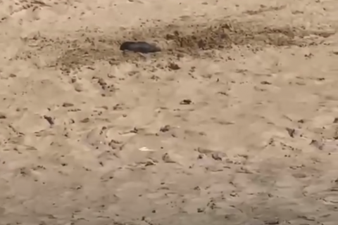 CORPO É ENCONTRADO EM COVA RASA EM PRAIA DO LITORAL NORTE DO RN